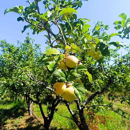 Casa Do Trola - Ferreira Do Zezere